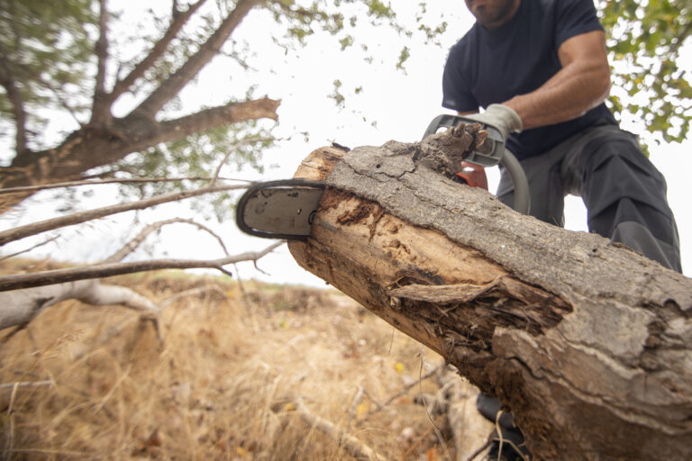 Bûcheron professionnel utilisant une tronçonneuse pour l'abattage d'un arbre dangereux
